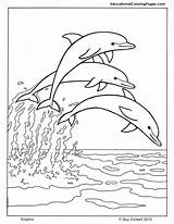 A Group Of Dolphins In Open Water Area Coloring Page  Letscoloritcom sketch template