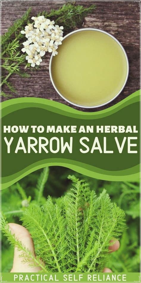 Yarrow Salve | Herbalism, Herbal salve recipes, Herbal remedies recipes