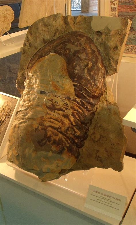 File:Worlds largest trilobite.jpg - Wikimedia Commons