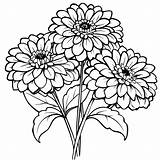 Zinnia Flower Outline Illustration coloring Book Page Design  sketch template