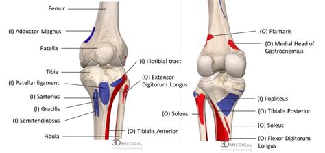 Medial Condyle Of Femur