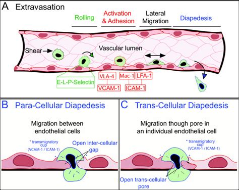 Diapedesis Histology