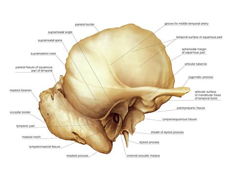 Temporal Bone #7 Photograph by Asklepios Medical Atlas - Fine Art America