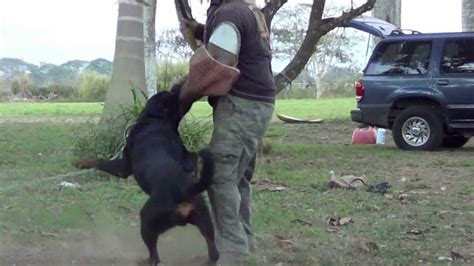 Rottweiler Police Dog In Action