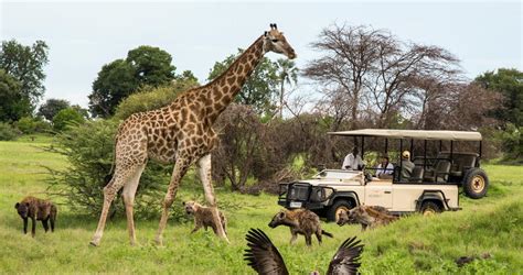 Moremi Game Reserve Safari Lodges in Botswana