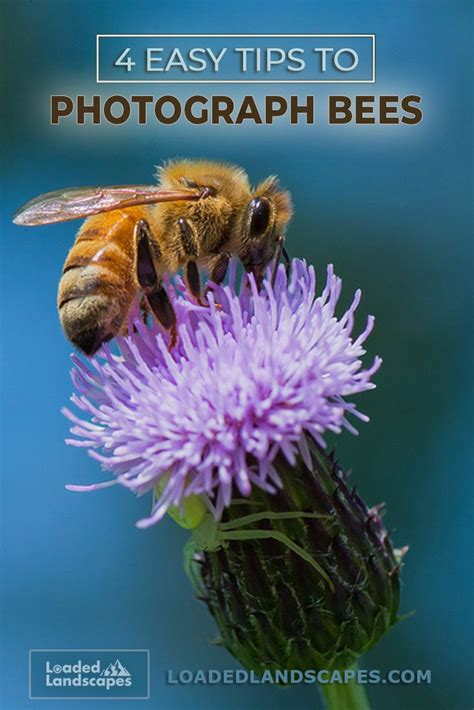 4 Easy Tips to Photograph Bees | Macro photography nature, Wildlife photography tips, Insect ...