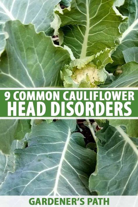 9 Cauliflower Head Disorders and How to Avoid Them | Vegetable garden tips, Plant diseases ...