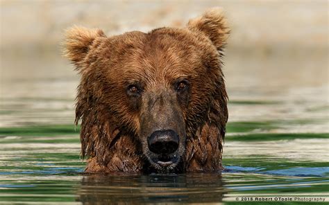 Bears In Alaska — Robert OToole Photography