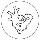 Online Coloring Protists  AMNH sketch template