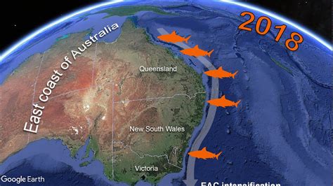Bull shark distribution change East coast of Australia - YouTube