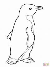 Little Blue Penguin Coloring Pages sketch template