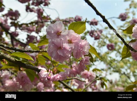 Japanese cherry blossoms Kyushu cherry blossoms Stock Photo - Alamy