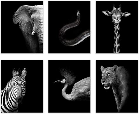 Black and White African Safari Animals Photography Prints - Set of 6 (8x10 Inches) Glossy ...