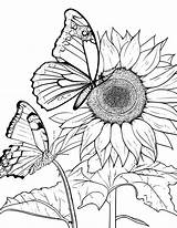 Free Sunflower Coloring Pages For Adults And Kids sketch template