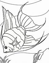 Angel Fish Coloring Page Print Out Pages  Drawing And sketch template