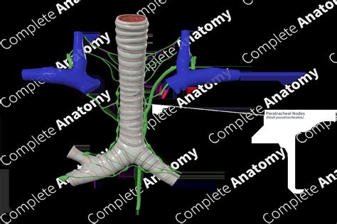 Paratracheal Nodes | Complete Anatomy