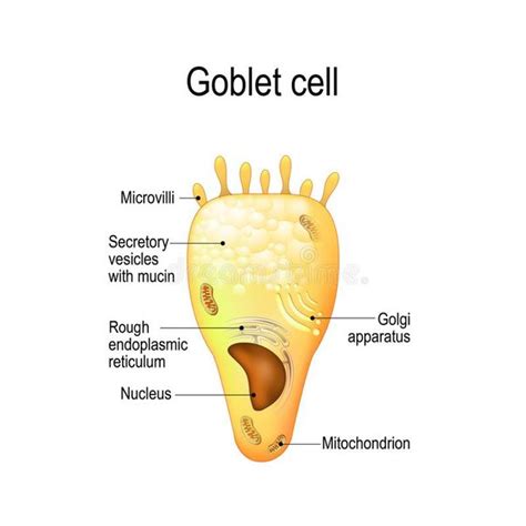 What changes occur in Peyer's patches of M cells when the composition of the plasma membrane is ...