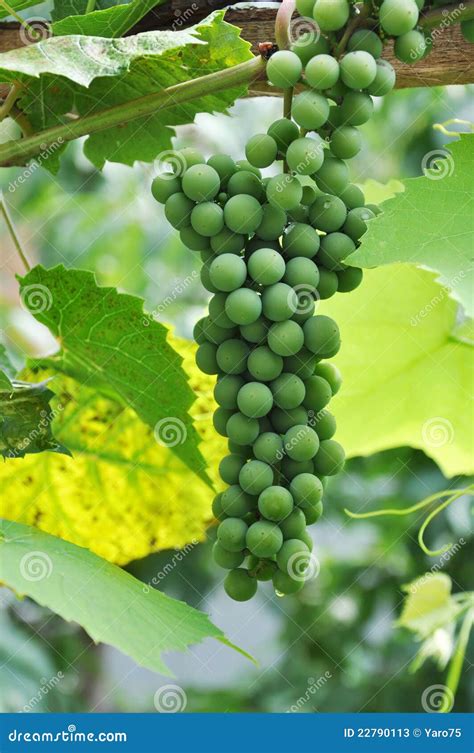 Green grapes in a vineyard stock image. Image of organic - 22790113