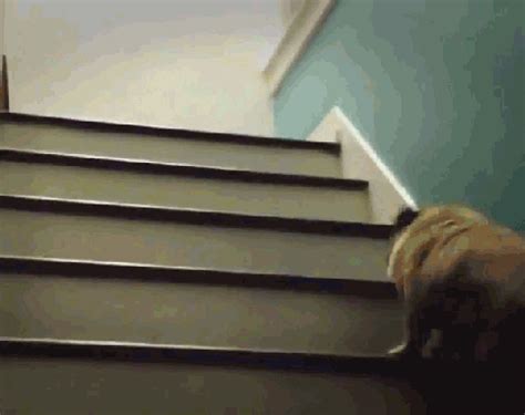 Fall Down Stairs Gif