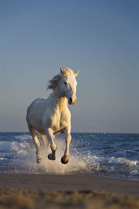 Camargue Horse Equus Caballus Running Photograph by Konrad Wothe - Fine Art America