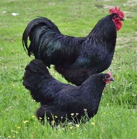 Black Australorp and Heritage Chicken Breeds