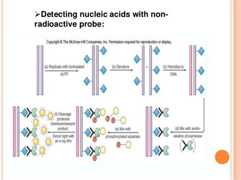 nucleic acid hybridization