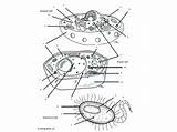 Simple Animal Cell Drawing At GetDrawings  Free Download sketch template