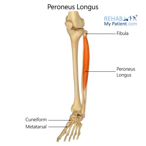 Ankle articles | Rehab My Patient