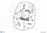 9 Free Animal cell coloring pages PDF  ESL Vault sketch template