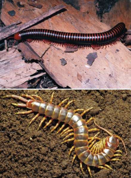 myriapoda.html 33_33MilliCenti.jpg