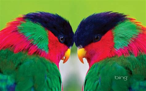 Bing desktop background | Beautiful birds, Parrot, Pet birds