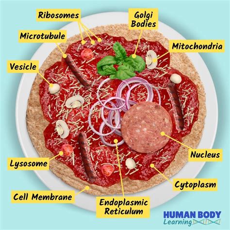 Human Body Cells For Kids