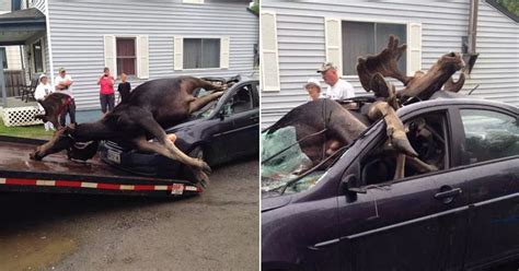 Carnage after MOOSE hits car in head-on collision revealed in shocking pictures - Mirror Online