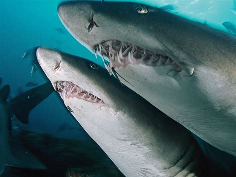Better watch out for the top sharks next time you see them – Telegraph