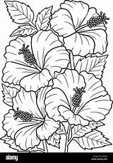 Hibiscus Flower Coloring Page For Adults Stock Vector Image & Art  Alamy sketch template