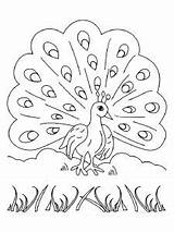 Dancing Peacock Colouring Pages sketch template