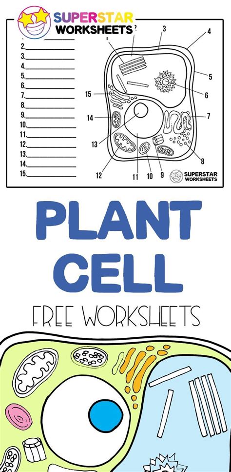 Plant Cell Worksheets | Plant cells worksheet, Cells worksheet, Plant cell