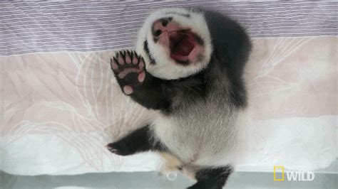 Tired Panda GIF by Nat Geo Wild - Find & Share on GIPHY