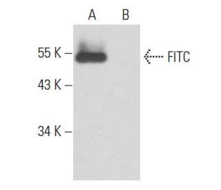 FITC Antibody (FITC-9) | SCBT - Santa Cruz Biotechnology