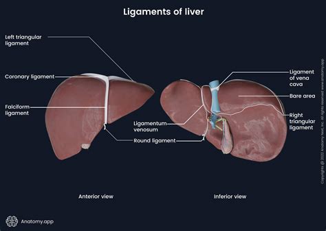 Liver | Encyclopedia | Anatomy.app | Learn anatomy | 3D models ...