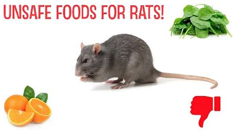 What foods are poisonous to rats? (2024)