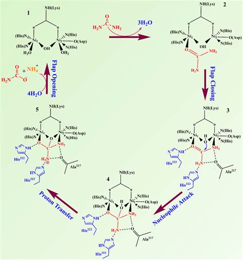 Mechanism of action of urease enzyme by binding with urea | Download ...