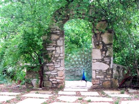 mayfield park austin | Pretty Peacocks of Mayfield Park and Nature Preserve in Austin Texas Road ...