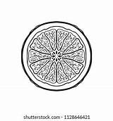 407 Grapefruit Coloring Book Images Stock Photos & Vectors  Shutterstock sketch template
