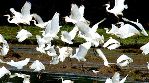 Thattekkad Bird Sanctuary and the Dr. Salim Ali, Ernakulam | Kerala Tourism