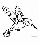 25 Free Hummingbird Coloring Pages For Kids And Adults sketch template