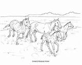 PRINTABLE Set Of 10 Horse Breed Coloring Pages  Digital Download Etsy sketch template