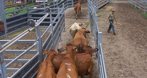 Cattle Yards For Small Farms | Small Farms Magazine & Book Shop