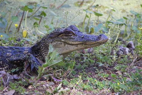 Small Alligator Photograph by Kathy Ricca