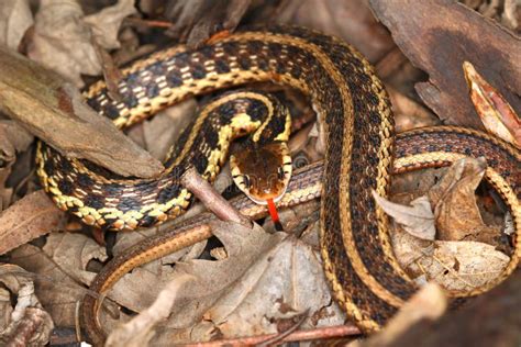 Garter Snake Illinois Wildlife Stock Image - Image of science, america: 70169233